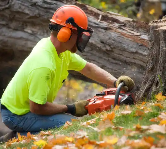 tree services North Westport